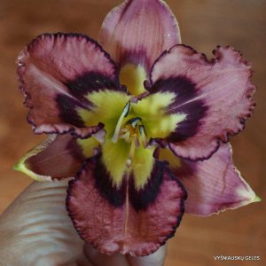 Doctor Who x Cosmic Blast