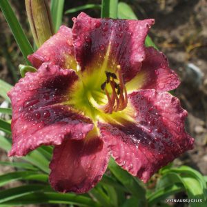 Doctor Who x Smiling Cobra (2)