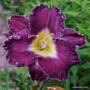 Florida Snow Angel x Soli Deo Gloria