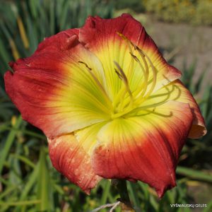 Goose Creek Bill and Barbara x Morpho butterfly