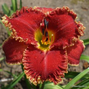 Happy Holidays to You x Fantastic Fringe