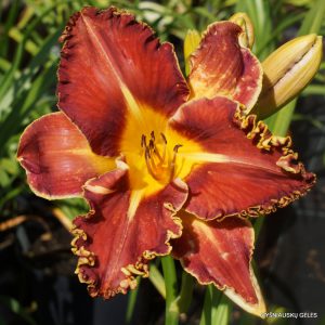 Heartbeat of Heaven x Full Impact