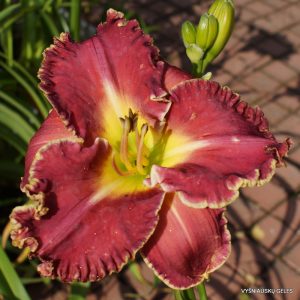 Heartbeat of Heaven x Lady St. V. R.