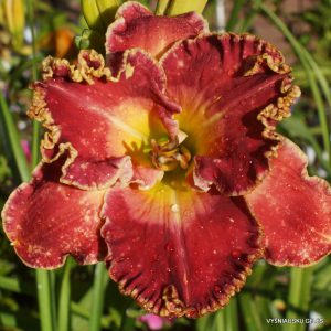 Heartbeat of Heaven x Lady st. V. R. (2)