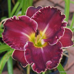 Heartbeat of Heaven x Van Helsing (3)