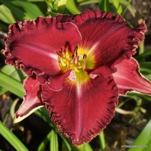 Heartbeat of Heaven x Van Helsing