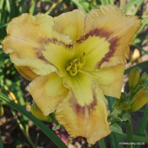 Hugh Two x Cosmic Blast