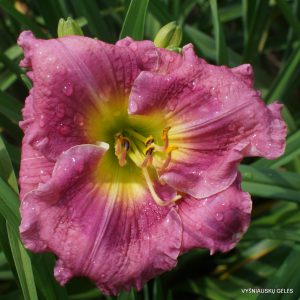 Indian Giver x Anti Matter