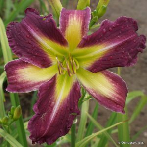 Indian Giver x Terry Lyninger