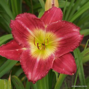 Lavender Blue Baby x MeMe's Tuitti fruitti