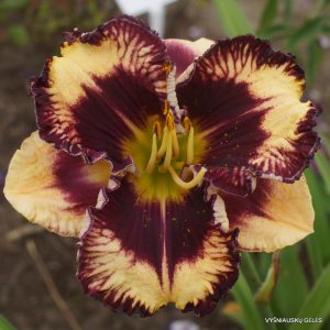 Ledgewood's Firacracker x Jelly Maker