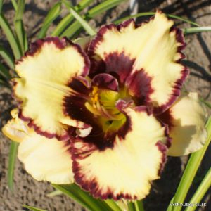 Ledgewood's Firecracker x Jelly Maker