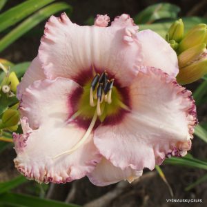 Ledgewood's Gabriele x Alpine Ruffles