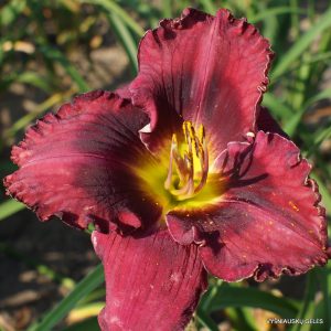 Linda Siera x Harold Steen