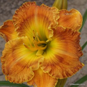 Mariachi Mucho x New Paradigm