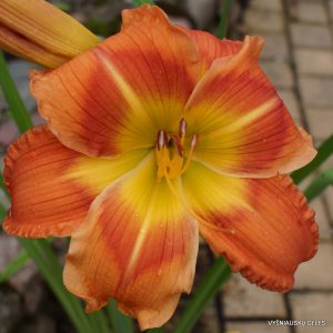 MeMe's Tuitti Fruitti x Terry Lyninger