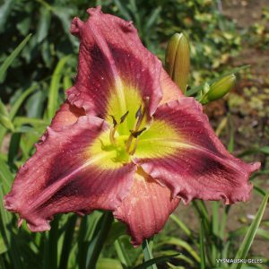 MeMe's Tuitti Fruitti x You Gotta Have Faith