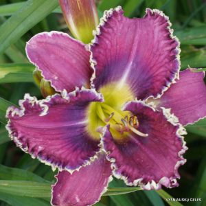 Michael Bennett x All Things to All Men