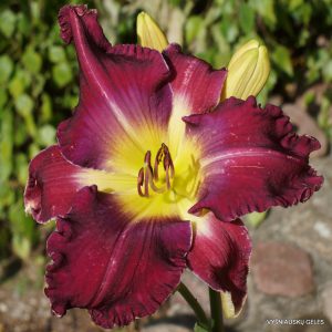 Michael Bennett x Kingdom Without End