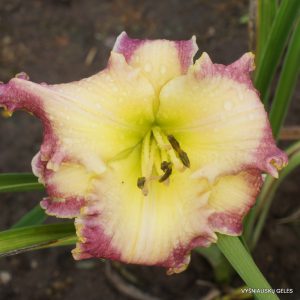 Michael Bennett x Kingdom Without End (2)