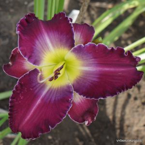 Michael Bennett x Kingdom Without End