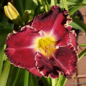 My Sunny Valentine x All Tings to All Men