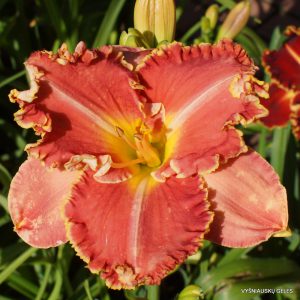 My Sunny Valentine x Diana's Evening Gown