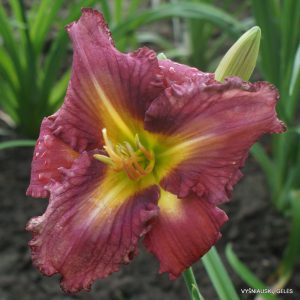 My Sunny Valentine x unkn