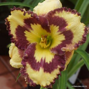 New Paradigm x Cosmic Blast (3)