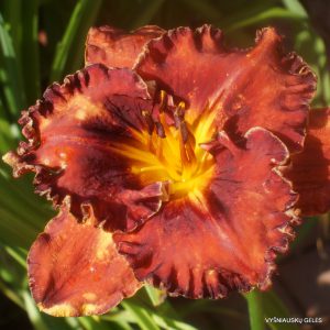 New Paradigm x Heat Seeker