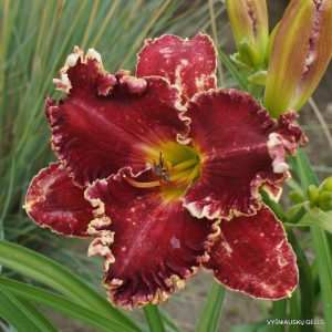 Not Guilty x Bonibrae Jessica (2)