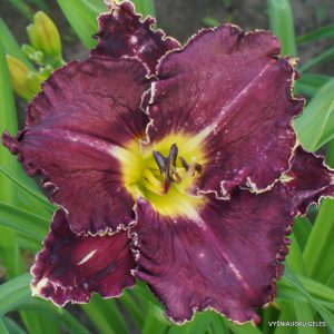 Not Guilty x Bonibrae Jessica