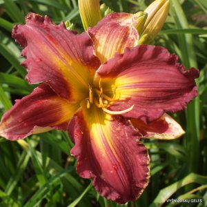 Orange Velvet x Larry's Candy Stripe Swizzle