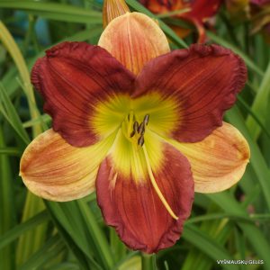 Orange Velvet x Stargirl