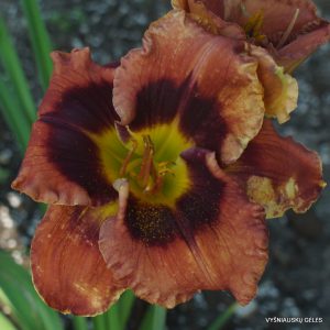 Rattlesnake Rake x New Paradigm