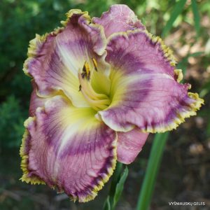 Red Blooded x Jelly Maker