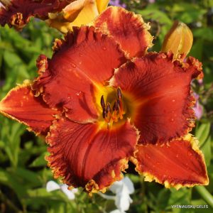 Red ragamuffin x Full Impact