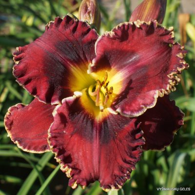 Rock Solid x Blazing Cannons