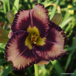 Rock Solid x Cosmic Blast