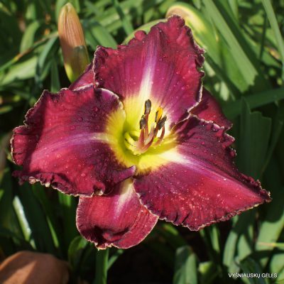 Rock Solid x Kingdom Without End (2)