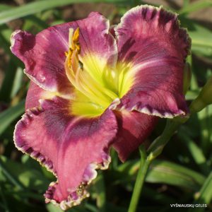 Rock Solid x Kingdom Without End (3)