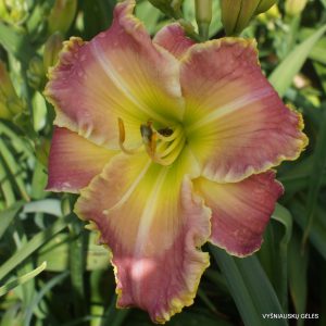 Rock Solid x Kingdom Without End