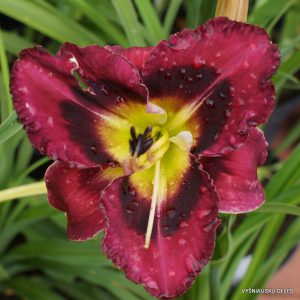 Rock Solid x Smiling Cobra (4)