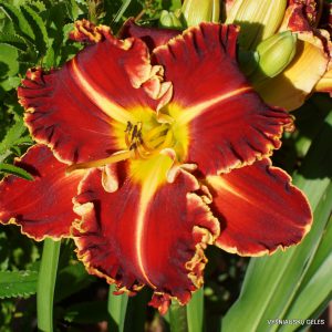 Rocks Cry Out x Blazing Cannons