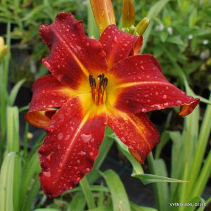 Rolling Raven x Heavenly Dragon Fire