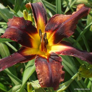 Rolling Raven x Heavenly United We Stand