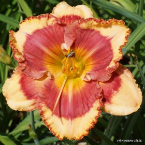 Ruby Storm x New Paradigm (2)