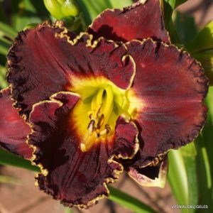 Skin of My Teeth x unkn