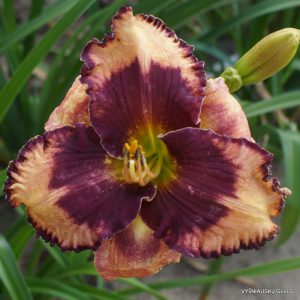 Spacecoast Dream Cather x Cosmic Blast