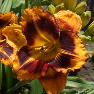 Tropical Fusion x New Paradigm (3)